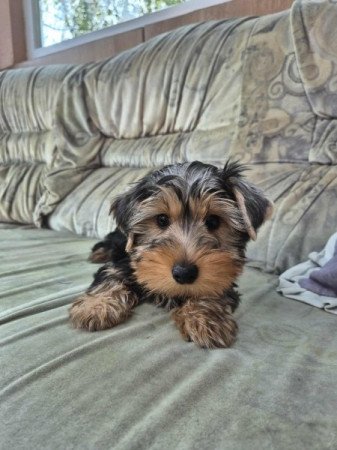 Yorkshire terrier