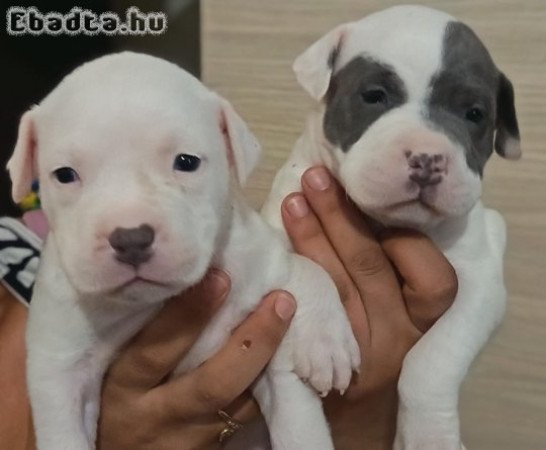 Üdv 6 hetes amsteff kölykök gazdit keresnek