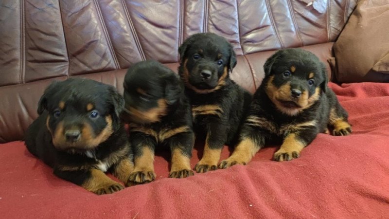 Rottweiler