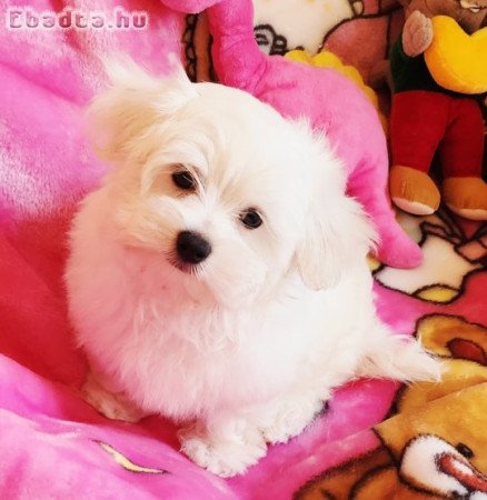 Gyönyörűszép  Bichon Havanese kiskutyák eladók