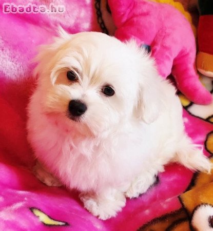 Gyönyörűszép  Bichon Havanese kiskutyák eladók