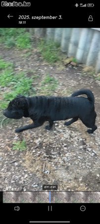 Eladó Fekete shar-pei kutyusunk családi okok miatt