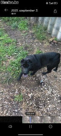 Eladó Fekete shar-pei kutyusunk családi okok miatt