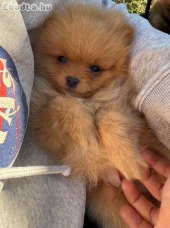 Eladó 15 hetes pomerániai törpespicc (kan)