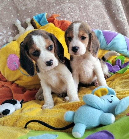 Beagle