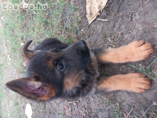 Német juhász kölyökkutya eladó