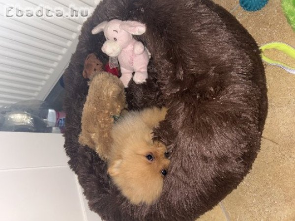 Eladó 15 hetes pomerániai törpespicc (kan)