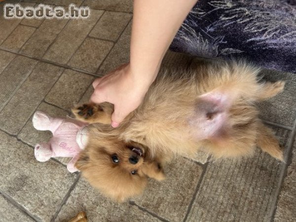 Eladó 15 hetes pomerániai törpespicc (kan)