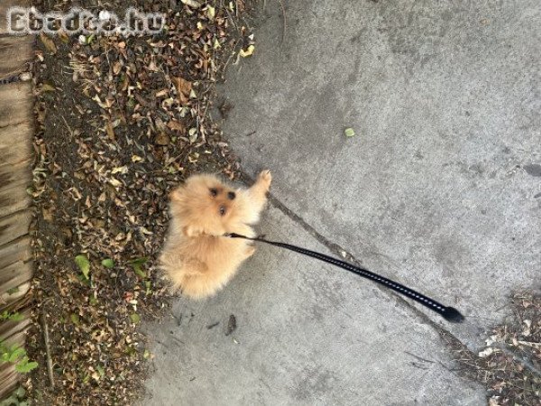 Eladó 15 hetes pomerániai törpespicc (kan)