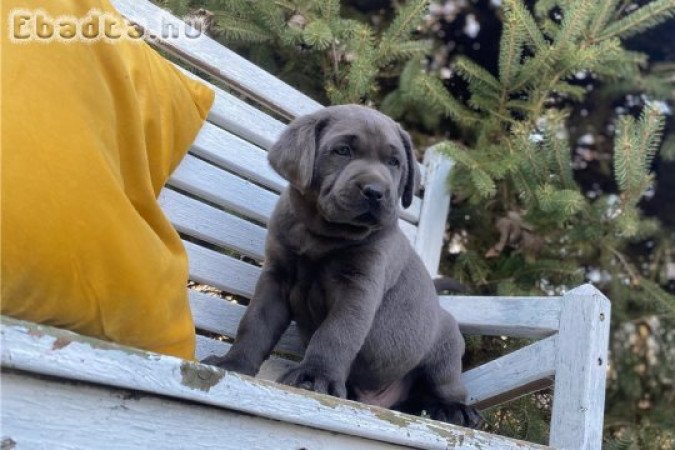 Labrador retriever kölykök