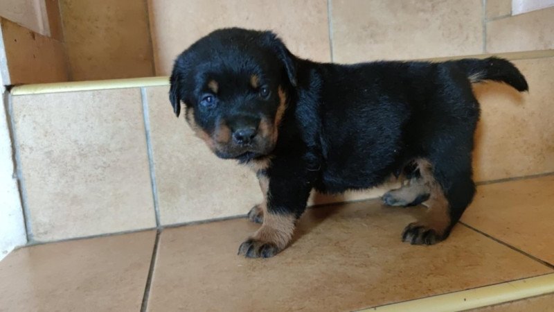 Rottweiler