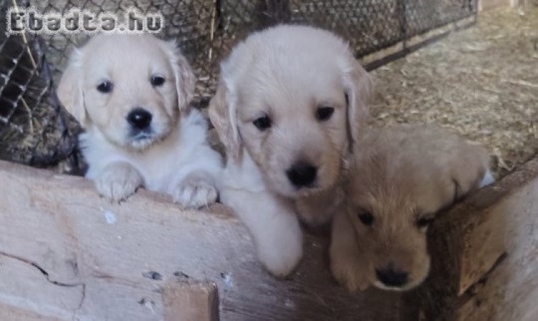Golden retriever kiskutyák, fajtiszta