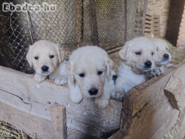 Golden retriever kiskutyák, fajtiszta