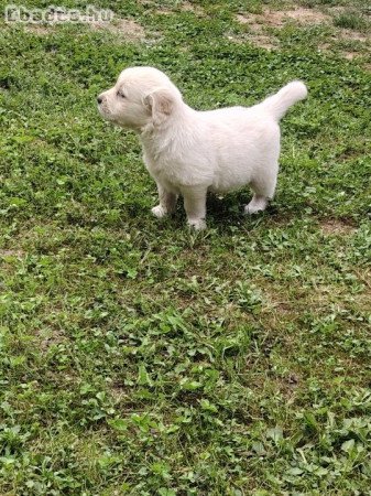 Golden retriever kiskutyák, fajtiszta