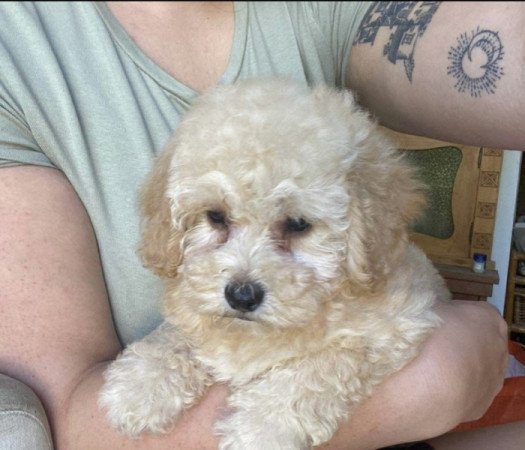 Maltipoo maltai selyem es uszkar