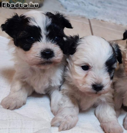 Eladó Bichon Havanese