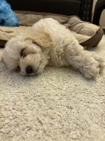 Maltipoo maltai es uszkar