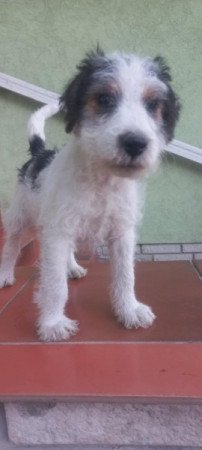 Drótszőrű foxterrier