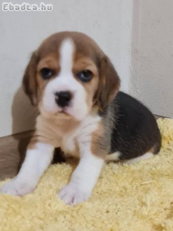 Gyönyörű Beagle kölykök