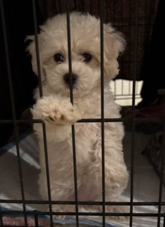 Maltipoo maltai selyem es uszkar