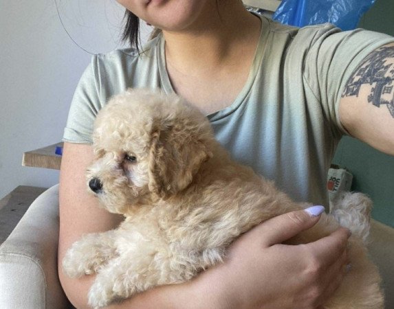 Maltipoo maltai selyem es uszkar