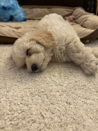 Maltipoo maltai es uszkar