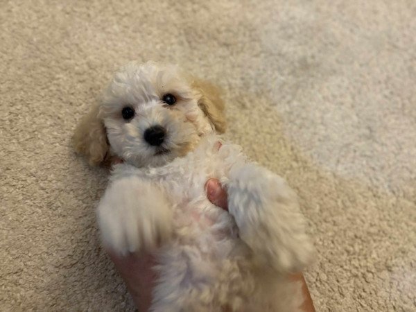 Maltipoo maltai es uszkar