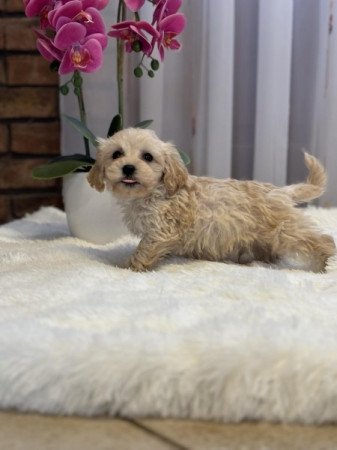 Maltipoo