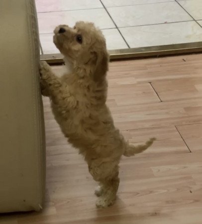 Maltipoo maltai selyem es uszkar