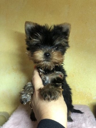 Yorkshire terrier