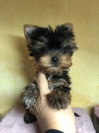 Yorkshire terrier