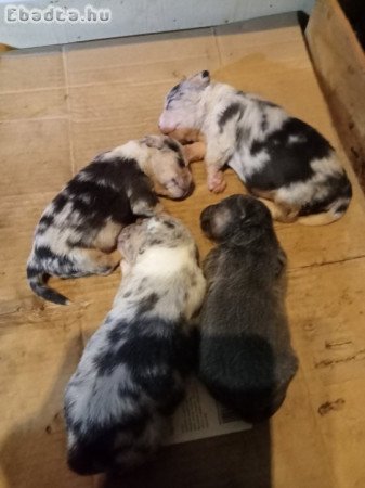 Figyelem! Kiskutyák eladók Debrecenből!