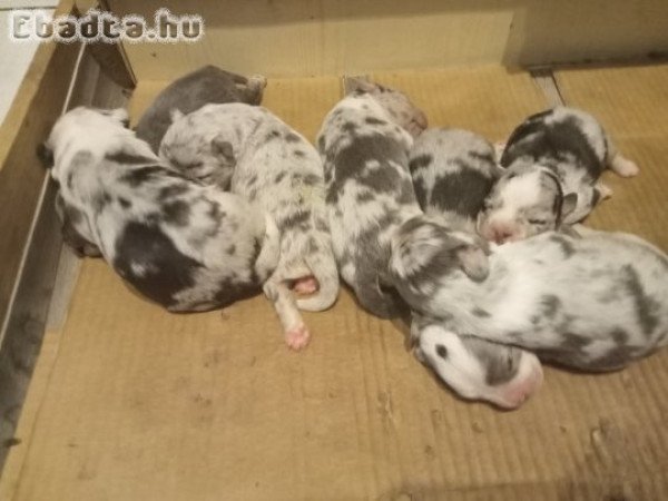 Figyelem! Kiskutyák eladók Debrecenből!