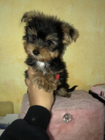 Yorkshire terrier