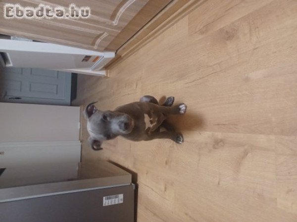 Eladó Staffordshire terrier kan kölyök