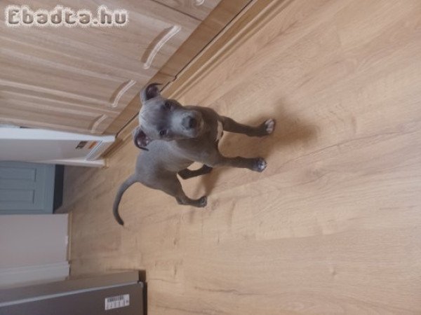 Eladó Staffordshire terrier kan kölyök
