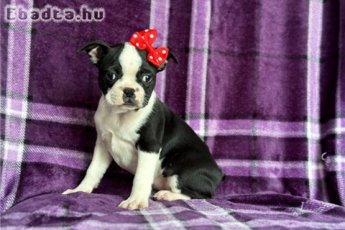 Boston terrier kölykök