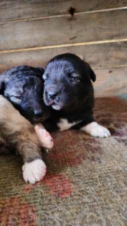 Kaukázusi juhászkutya