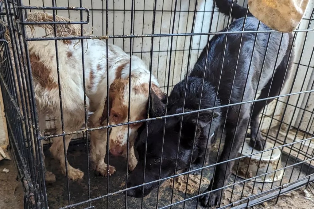 Szűk ketrecekben tartotta kutyáit víz és fekhely nélkül