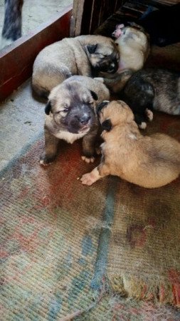 Kaukázusi juhászkutya