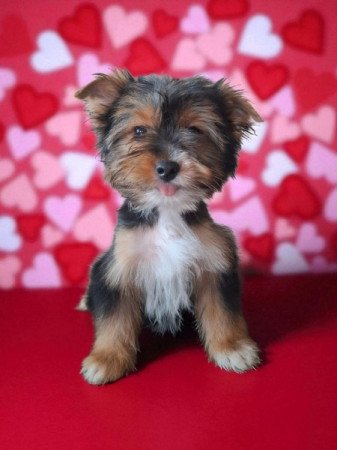 Yorkshire Terrier