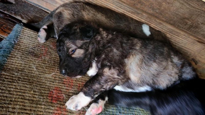 Kaukázusi juhászkutya