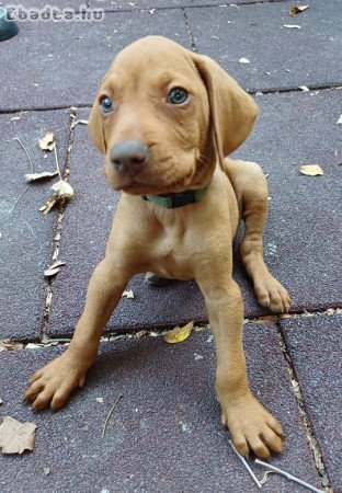 Eladó vizsla kiskutyák