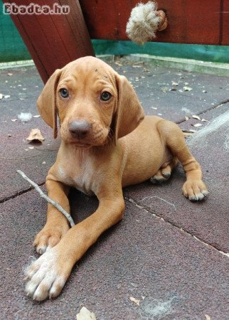 Eladó vizsla kiskutyák