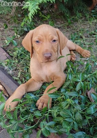 Eladó vizsla kiskutyák