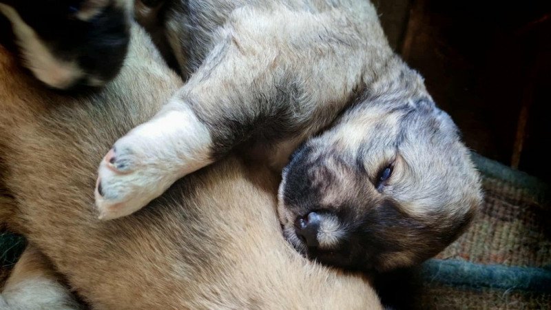 Kaukázusi juhászkutya