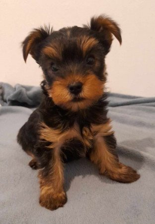 Yorkshire terrier