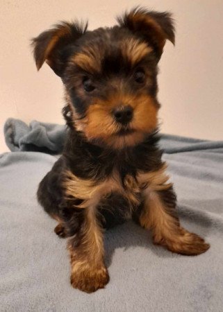 Yorkshire terrier