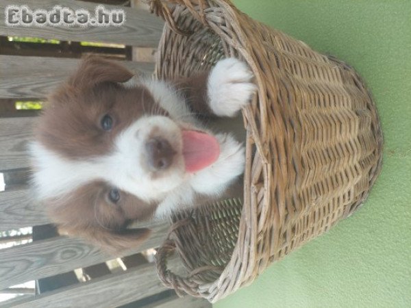 Border collie kiskutyák