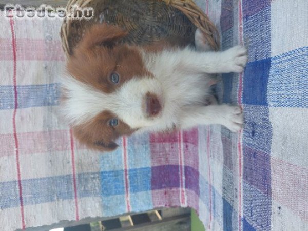 Border collie kiskutyák